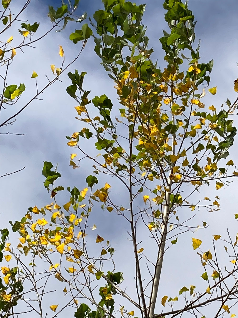 Poplar canopy with yellow and green foliage.