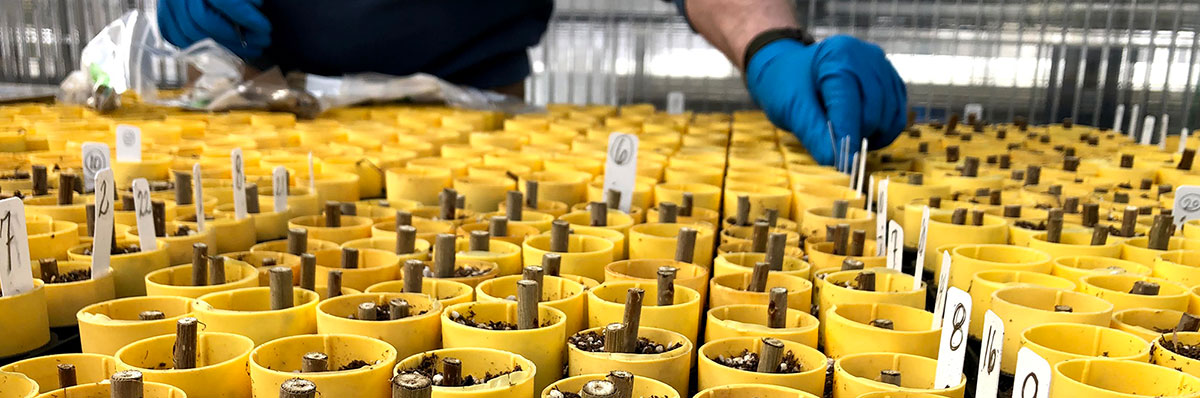 A table covered with small yellow pots, each planted with a poplar stick and a white label.