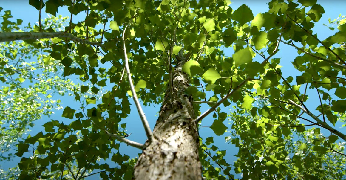 Looking up into the canopy of a tall poplar tree