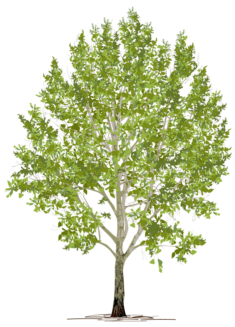 Illustration of full sized poplar tree