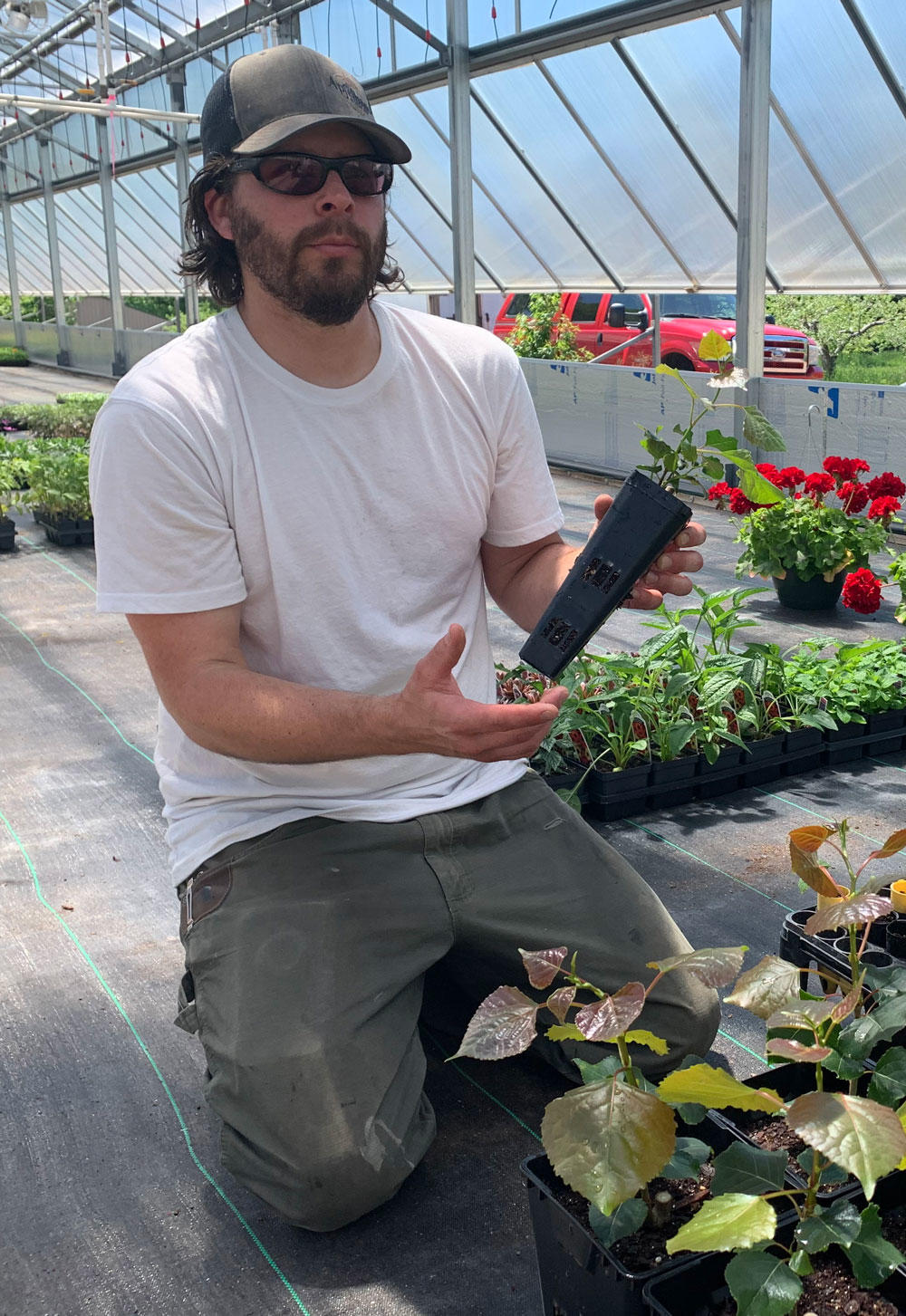 Man kneeling in greenhouse holding small potted poplar seedling
