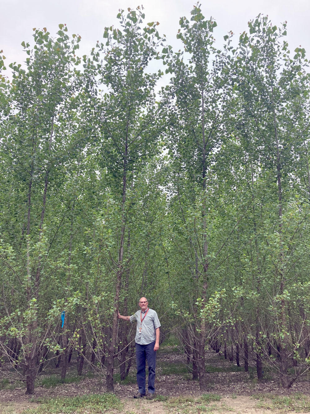 A tall man standing in a plantation of poplar trees approximately 25 feet tall. 